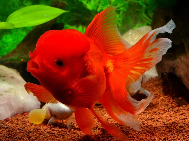 Connecting-with-Goldfish-Enthusiasts-Best-Online-Communities-and-Forums