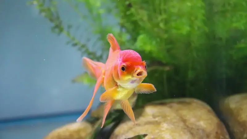 Guide-to-Setting-Up-Your-Goldfish-Tank