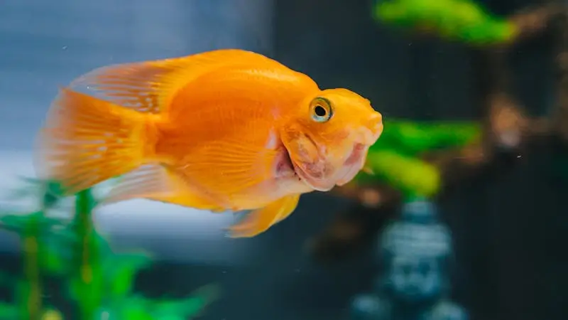 goldfish-care-everything-You-Need-to-Know