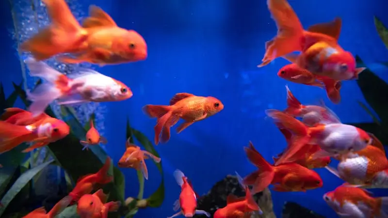 goldfish-varieties-From-Common-to-Fancy